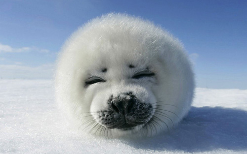image d'un bebe phoque